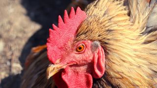 L'Efsa indique que le risque d'infection de la grippe aviaire est évalué comme faible à modéré pour les personnes exposées professionnellement ou autrement. L'Efsa indique que le risque d'infection de la grippe aviaire est évalué comme faible à modéré pour les personnes exposées professionnellement ou autrement.