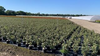 La dernière enquête 2019-2021 atteste d'un poids des végétaux de pépinière (36,1 % du CA total) qui dépasse fortement celui des plantes en pots et à massifs. La dernière enquête 2019-2021 atteste d'un poids des végétaux de pépinière (36,1 % du CA total) qui dépasse fortement celui des plantes en pots et à massifs.