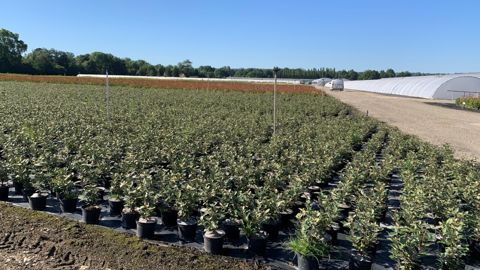 La dernière enquête 2019-2021 atteste d'un poids des végétaux de pépinière (36,1 % du CA total) qui dépasse fortement celui des plantes en pots et à massifs.