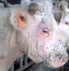 besnoitiose bovine