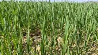 Les céréales d'atuomne se sont bien développées et enracinées pendant l’hiver, selon FranceAgriMer.