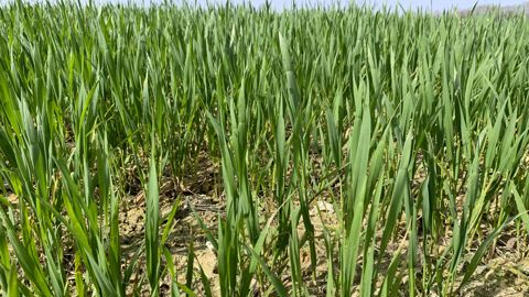 Les céréales d'atuomne se sont bien développées et enracinées pendant l’hiver, selon FranceAgriMer.
