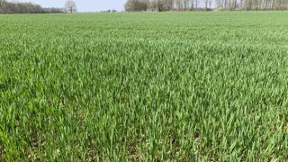 Les prix des intrants ne reviendront pas à leurs niveaux d’avant la guerre en Ukraine, estime Intercéréales.