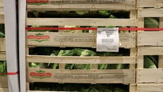 La coopérative légumière de Sica de Saint-Pol a connu une année 2022 compliquée : en chou-fleur, la sécheresse a entraîné 10 à 15 % de pertes au champ notamment à l’implantation.