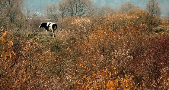 Ehrlichiose. biotope favorable aux tiques (Egb)