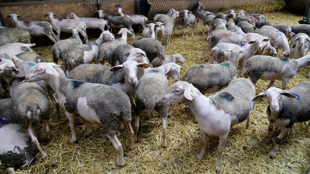 En raison de l’offre limitée, les cours de l’agneau se sont maintenus à des niveaux élevés en février 2023.