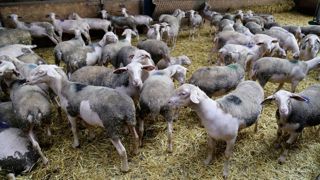 En raison de l’offre limitée, les cours de l’agneau se sont maintenus à des niveaux élevés en février 2023. En raison de l’offre limitée, les cours de l’agneau se sont maintenus à des niveaux élevés en février 2023.
