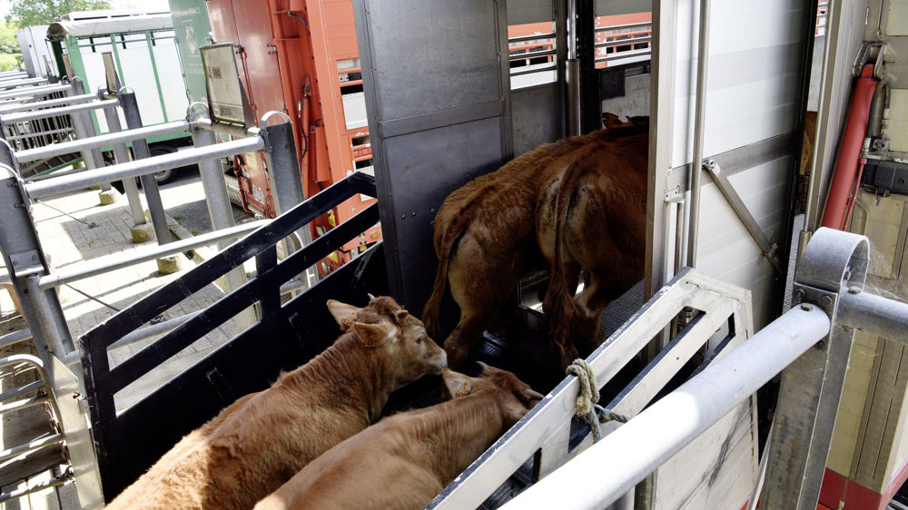 D'après Agreste, la progression des exportations de broutards français est surtout due au renforcement du commerce avec l'Algérie.