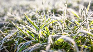 Le temps est ensoleillé et frais en ce début d'avril avec quelques gelées tardives. Le temps est ensoleillé et frais en ce début d'avril avec quelques gelées tardives.