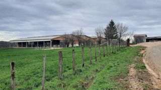 Semi-ouvert sur les longs pans (avec des filets brise-vent), le nouveau bâtiment logettes sur caillebotis avec traite robotisée de l'exploitation de Benoît et Romain Rodot est équipé d’un repousse fourrage et d’un robot racleur. Il dispose d’une capacité de 140 places. Située en Bresse, l'exploitation possède 22 ha de pâturage accessibles depuis la nouvelle stabulation. Semi-ouvert sur les longs pans (avec des filets brise-vent), le nouveau bâtiment logettes sur caillebotis avec traite robotisée de l'exploitation de Benoît et Romain Rodot est équipé d’un repousse fourrage et d’un robot racleur. Il dispose d’une capacité de 140 places. Située en Bresse, l'exploitation possède 22 ha de pâturage accessibles depuis la nouvelle stabulation.