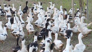 L'Anses propose trois scénarios de vaccination des volailles pour lutter contre l'influenza aviaire. L'Anses propose trois scénarios de vaccination des volailles pour lutter contre l'influenza aviaire.