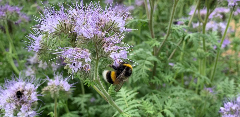 Pour la Commission européenne, le succès de cette initiative citoyenne est un signe clair du large soutien public à l’action en faveur des pollinisateurs, de la biodiversité et de l’agriculture durable. Pour la Commission européenne, le succès de cette initiative citoyenne est un signe clair du large soutien public à l’action en faveur des pollinisateurs, de la biodiversité et de l’agriculture durable.