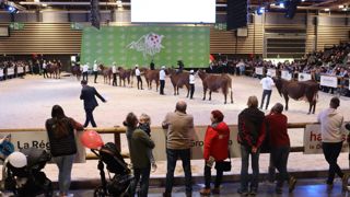 Le salon Vaches en piste a attiré plus de 45 000 visiteurs venus admirer 700 vaches laitières de races abondance, prim’holstein, montbéliarde et hérens. Le salon Vaches en piste a attiré plus de 45 000 visiteurs venus admirer 700 vaches laitières de races abondance, prim’holstein, montbéliarde et hérens.