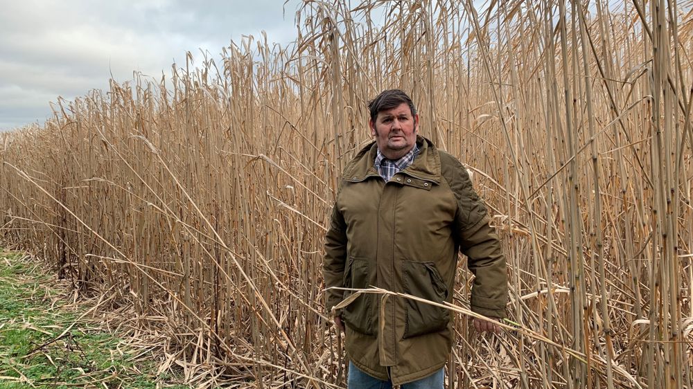 « Cette année, les parcelles devraient atteindre entre 12 et 16 tonnes brutes/ha », estime Jean-Jacques Pinguet, agriculteur bio dans la Seine-Maritime.