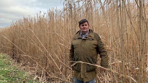 « Cette année, les parcelles devraient atteindre entre 12 et 16 tonnes brutes/ha », estime Jean-Jacques Pinguet, agriculteur bio dans la Seine-Maritime.