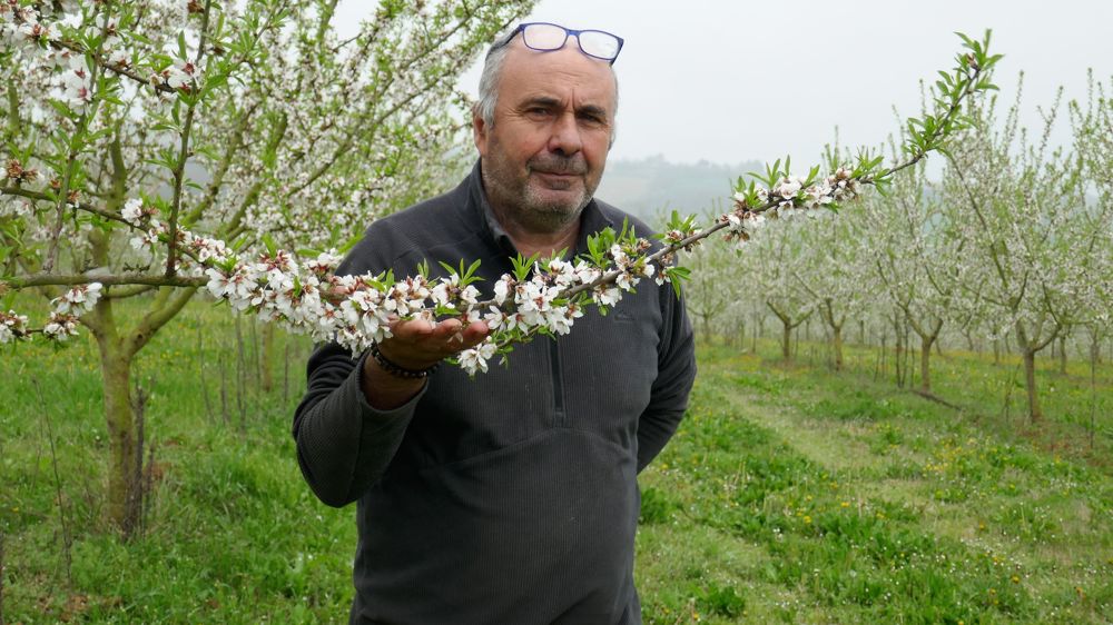Dans le Lot-et-Garonne, André Tesson mise sur son verger d'amandiers pour optimiser son eau disponible.