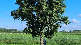 Acer campestris ‘Street Pillar’. Acer campestris ‘Street Pillar’.