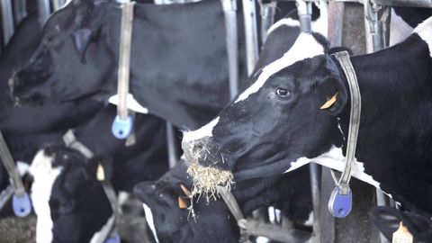 Le microbiote ruminal varie beaucoup selon le type de ration. La taille des particules joue un rôle de premier ordre.