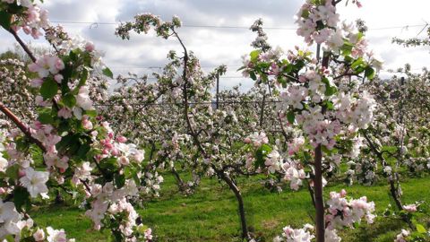 Plus de mille arboriculteurs alertent Emmanuel Macron sur la multiplication des contrôles de l'OFB qui créent une "insécurité réglementaire permanente".