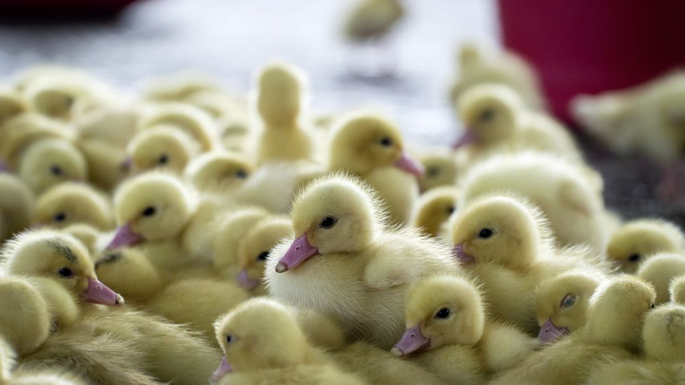 Pour la vaccination contre l'influenza aviaire, le ministère de l'Agriculture cible l'espèce canard "au sens large".