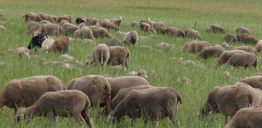 Pâques engendre une hausse des abattages d'ovins en mars 2023.