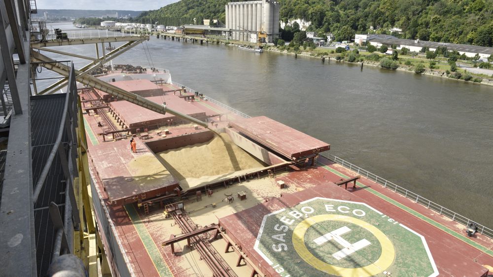 Les prix des blés français sont encore en nette baisse cette semaine.Le blé rendu Rouen cède 11 €/t, à 230 €/t (base : juillet) (Image d'illustration)