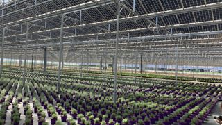 Cette année, Pépinières Desmartis remplace plus de 90 % de ses 1,6 million de pots en zéro noir de carbone, permettant le tri et le recyclage. Photo : été 2022. Cette année, Pépinières Desmartis remplace plus de 90 % de ses 1,6 million de pots en zéro noir de carbone, permettant le tri et le recyclage. Photo : été 2022.