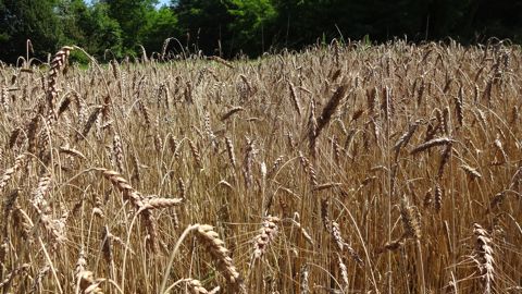 L’hypothèse selon laquelle les variétés anciennes présenteraient un gluten plus digeste n’a pas été validée par l’étude GlutNsafe de l’Inrae.