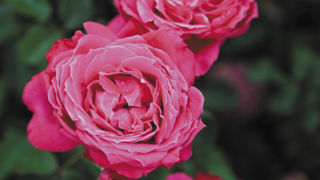 Rosa Alexandre Astier® Meilehagan