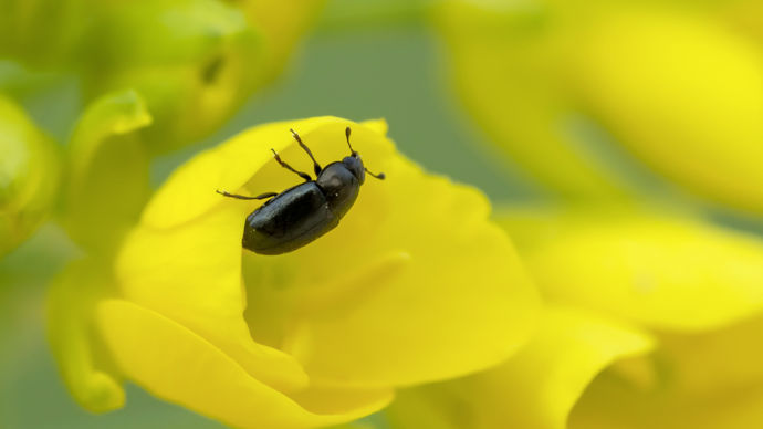 Plus de 30 % des surfaces de colza ont fait appel en 2021-2022 à un mélange variétal incluant des variétés pièges à méligèthes.