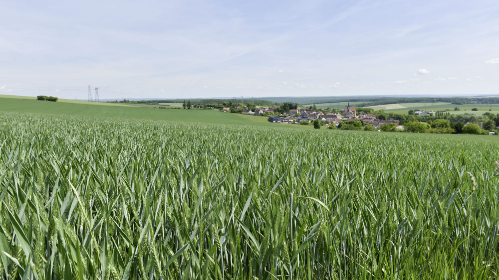Le 1er mai 2023, 5 % des parcelles de blé tendre ont atteint le stade épiaison, 31 % de celles d'orge d'hiver, et 18 % du blé dur, indique le bulletin Céré'Obs, publié le 5 mai.