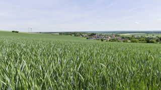 Le 1er mai 2023, 5 % des parcelles de blé tendre ont atteint le stade épiaison, 31 % de celles d'orge d'hiver, et 18 % du blé dur, indique le bulletin Céré'Obs, publié le 5 mai. Le 1er mai 2023, 5 % des parcelles de blé tendre ont atteint le stade épiaison, 31 % de celles d'orge d'hiver, et 18 % du blé dur, indique le bulletin Céré'Obs, publié le 5 mai.