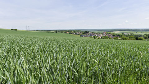 Le 1er mai 2023, 5 % des parcelles de blé tendre ont atteint le stade épiaison, 31 % de celles d'orge d'hiver, et 18 % du blé dur, indique le bulletin Céré'Obs, publié le 5 mai.