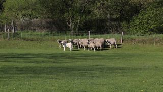 Les huit chiens de protection représentent un poste de charges important de 14 000 € par an.