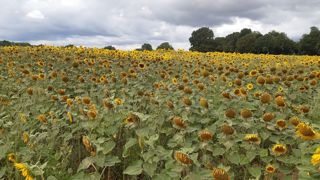 Zéro irrigation. C’est l’intérêt de la culture de tournesol. Les variétés sur le marché sont sélectionnées pour une graine riche en huile. Son utilisation en ensilage nécessite un travail génétique pour développer le type fourrager, comme cela a été fait pour le maïs. Zéro irrigation. C’est l’intérêt de la culture de tournesol. Les variétés sur le marché sont sélectionnées pour une graine riche en huile. Son utilisation en ensilage nécessite un travail génétique pour développer le type fourrager, comme cela a été fait pour le maïs.