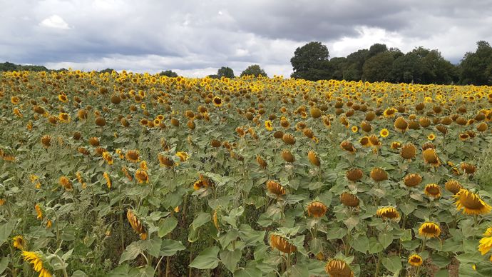 Zéro irrigation. C’est l’intérêt de la culture de tournesol. Les variétés sur le marché sont sélectionnées pour une graine riche en huile. Son utilisation en ensilage nécessite un travail génétique pour développer le type fourrager, comme cela a été fait pour le maïs. Zéro irrigation. C’est l’intérêt de la culture de tournesol. Les variétés sur le marché sont sélectionnées pour une graine riche en huile. Son utilisation en ensilage nécessite un travail génétique pour développer le type fourrager, comme cela a été fait pour le maïs.