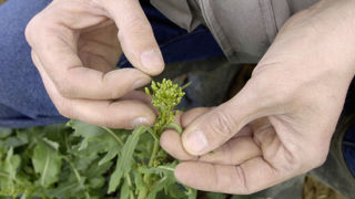 Certains protocoles d'observation vont être simplifiés pour inciter les agriculteurs à être « acteurs du réseau ». Les nouveaux logos « R » et « B » guident plus en détail les lecteurs du BSV 2.0. Certains protocoles d'observation vont être simplifiés pour inciter les agriculteurs à être « acteurs du réseau ». Les nouveaux logos « R » et « B » guident plus en détail les lecteurs du BSV 2.0.