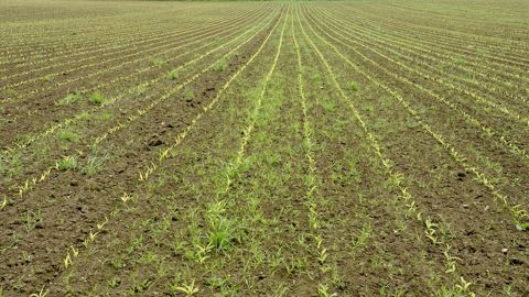 Un rapport publié par l'Anses en 2021 avait déjà donné lieu à des restrictions dans les autorisations de mise sur le marché des solutions à base de S-métolachlore.