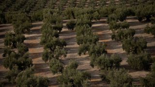 Les productions céréalières et arboricoles en Espagne sont déjà très affectées par une sécheresse qui continue. Les productions céréalières et arboricoles en Espagne sont déjà très affectées par une sécheresse qui continue.