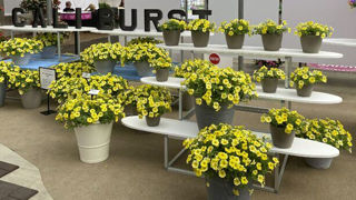 Petunia x Calibrachoa Caliburst TM Yellow Petchoa. Petunia x Calibrachoa Caliburst TM Yellow Petchoa.