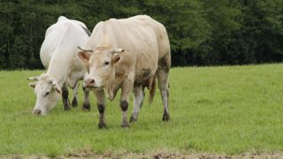 Pour Interbev, « il est essentiel que le gouvernement prenne en compte 
l’ensemble des atouts environnementaux de notre filière élevage et viande française ».