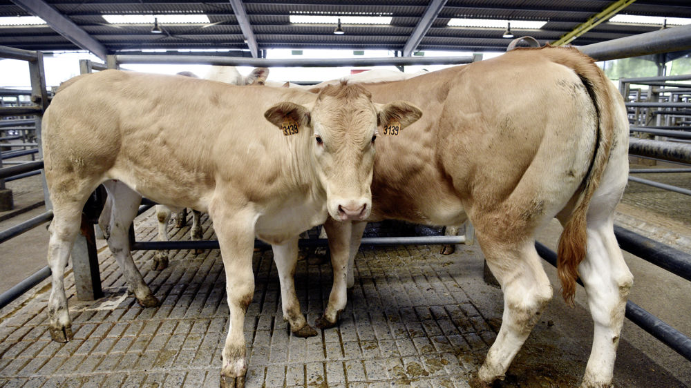 Les exportations françaises de broutards ont continué de décroître au début de 2023.