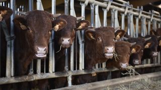 La Coordination rurale et JA dénoncent les conclusions du rapport de la Cour des comptes qui mettent à mal la filière bovine. La Coordination rurale et JA dénoncent les conclusions du rapport de la Cour des comptes qui mettent à mal la filière bovine.
