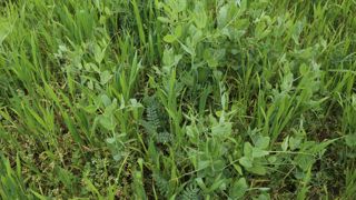 De nombreuses parcelles de méteils sont infestées par du mouron blanc cette année.