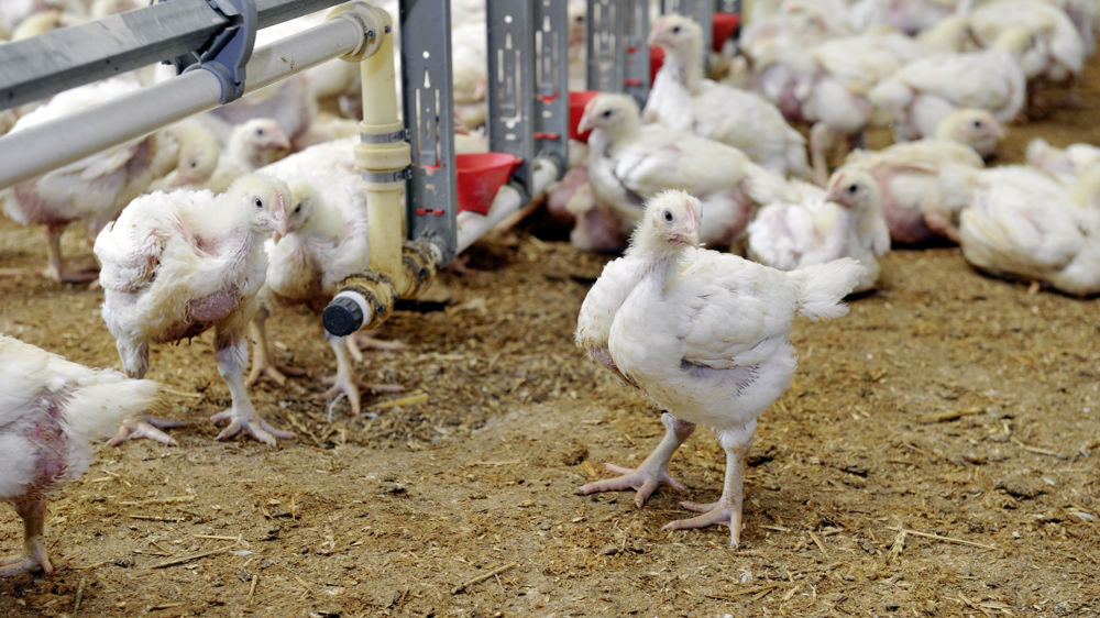 Le ministère de l’Agriculture recensait 75 foyers de grippe aviaire le 26 mai 2023 dans le sud-ouest de la France.