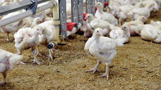 Le ministère de l’Agriculture recensait 75 foyers de grippe aviaire le 26 mai 2023 dans le sud-ouest de la France. Le ministère de l’Agriculture recensait 75 foyers de grippe aviaire le 26 mai 2023 dans le sud-ouest de la France.