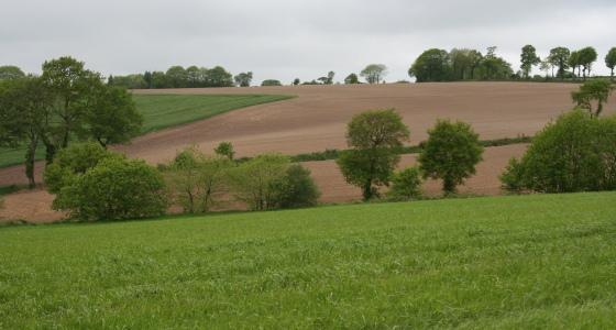 Paysage avec arbre et haie