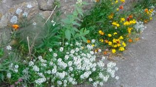 Exemple de végétalisation de pied de mur dans la commune d’Elliant (3 300 habitants), dans le Finistère.