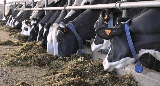 Efficacité alimentaire des vaches laitières