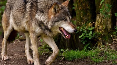 Les réflexions s’engagent pour mettre en place le plan loup 2024-2029. Les réflexions s’engagent pour mettre en place le plan loup 2024-2029.
